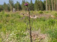 Cirsium palustre Fjärilsvägen, Grinduga, Gävle, Gästrikland, Sweden 20150705_0456