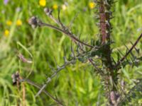 Cirsium palustre Fjärilsvägen, Grinduga, Gävle, Gästrikland, Sweden 20150705_0457