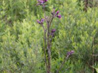 Cirsium palustre Ljungskogen, Falsterbohalvön, Vellinge, Skåne, Sweden 20160617_0176