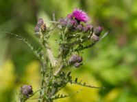 Cirsium palustre Lottagården, Krankesjön, Lund, Skåne, Sweden 20120609 249