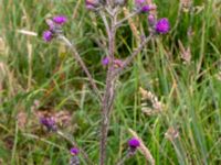 Cirsium palustre Måryd fd fälad, Lund, Skåne, Sweden 20180624_0059