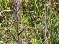 Cirsium palustre Stensoffa fuktäng, Lund, Skåne, Sweden 20140601_0197