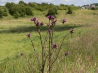 Cirsium palustre Toarpsdammen, Malmö, Skåne, Sweden 20170625_0173