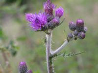 Cirsium palustre Toarpsdammen, Malmö, Skåne, Sweden 20190621_0078