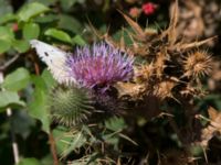 Cirsium serrulatum Demergy, Crimea, Russia 20150918_0023-1