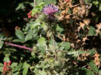 Cirsium serrulatum Demergy, Crimea, Russia 20150918_0024-1