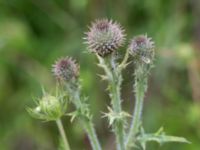 Cirsium vulgare Brädgårdsvägen, Höllviken, Vellinge, Skåne, Sweden 20160702_0002