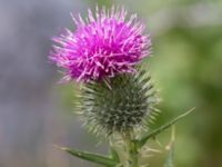 Cirsium vulgare Klagshamns kalkbrott, Klagshamns udde, Malmö, Skåne, Sweden 20151030_0024