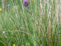 Cirsium vulgare Kungsmarken, Lund, Skåne, Sweden 20160528_0068