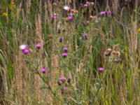 Cirsium vulgare Segeåns mynning, Malmö, Skåne, Sweden 20190729_0042