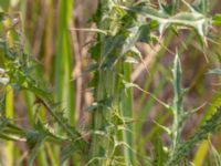 Cirsium vulgare Segeåns mynning, Malmö, Skåne, Sweden 20190729_0043