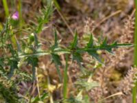 Cirsium vulgare Segeåns mynning, Malmö, Skåne, Sweden 20190729_0045