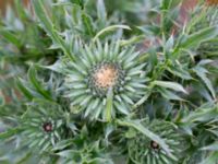 Cirsium vulgare Sydkajen, Malmö, Skåne, Sweden 20200523_0005