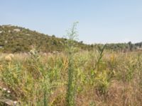 Conyza bonariensis Neretva Delta, Ploce, Croatia 20170803_1568