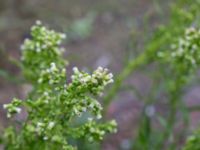 Conyza canadensis Pildammsparken, Malmö, Skåne, Sweden 20150717_0055