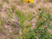 Coreopsis grandiflora Rondell Österleden-Fältarpsvägen, Helsingborg, Skåne, Sweden 20170811_0042