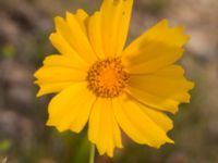 Coreopsis grandiflora Rondell Österleden-Fältarpsvägen, Helsingborg, Skåne, Sweden 20170811_0043