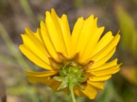 Coreopsis grandiflora Rondell Österleden-Fältarpsvägen, Helsingborg, Skåne, Sweden 20170811_0044