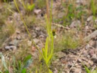 Coreopsis grandiflora Rondell Österleden-Fältarpsvägen, Helsingborg, Skåne, Sweden 20170811_0047