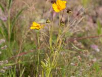 Coreopsis grandiflora Rondell Österleden-Fältarpsvägen, Helsingborg, Skåne, Sweden 20170811_0050