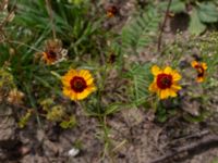 Coreopsis tinctoria Falkenbergs kommuns plantskola, Falkenberg, Halland, Sweden 20190805_0036