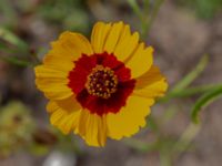 Coreopsis tinctoria Falkenbergs kommuns plantskola, Falkenberg, Halland, Sweden 20190805_0037