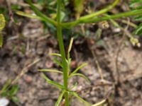 Coreopsis tinctoria Falkenbergs kommuns plantskola, Falkenberg, Halland, Sweden 20190805_0038