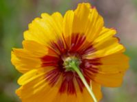 Coreopsis tinctoria Falkenbergs kommuns plantskola, Falkenberg, Halland, Sweden 20190805_0040