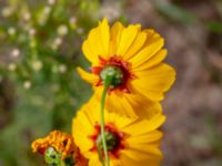 Coreopsis tinctoria Falkenbergs kommuns plantskola, Falkenberg, Halland, Sweden 20190805_0043