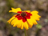 Coreopsis tinctoria Kärråkra, Hässleholm, Skåne, Sweden 20230916_0095