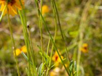 Coreopsis tinctoria Kärråkra, Hässleholm, Skåne, Sweden 20230916_0099