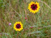 Coreopsis tinctoria Konstgjord fuktyta Stjärneholmsvägen, Hässleholm, Skåne, Sweden 20190927_0021