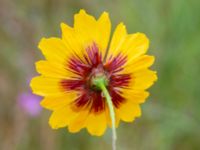 Coreopsis tinctoria Konstgjord fuktyta Stjärneholmsvägen, Hässleholm, Skåne, Sweden 20190927_0022