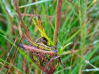 Coreopsis tinctoria Konstgjord fuktyta Stjärneholmsvägen, Hässleholm, Skåne, Sweden 20190927_0023