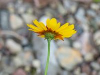 Coreopsis tinctoria Spårvägen, Malmö, Skåne, Sweden 20200913_0008