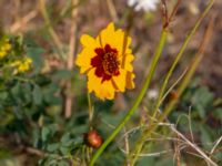 Coreopsis tinctoria Utsiktsvägen, Malmö, Skåne, Sweden 20200810_0003