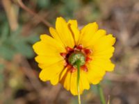 Coreopsis tinctoria Utsiktsvägen, Malmö, Skåne, Sweden 20200810_0006