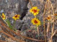 Coreopsis tinctoria Utsiktsvägen, Malmö, Skåne, Sweden 20200810_0007