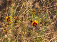 Coreopsis tinctoria Utsiktsvägen, Malmö, Skåne, Sweden 20200810_0008