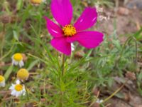 Cosmos bipinnatus Jespersgatan 22, Malmö, Skåne, Sweden 20220727_0044