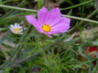 Cosmos bipinnatus Köpmansgatan 5, Malmö, Skåne, Sweden 20220727_0017