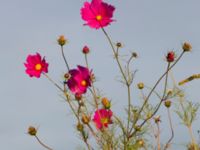 Cosmos bipinnatus Prästavägen, Lund, Skåne, Sweden 20160925_0080