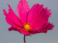 Cosmos bipinnatus Prästavägen, Lund, Skåne, Sweden 20160925_0083