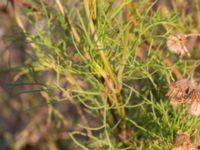 Cosmos bipinnatus Prästavägen, Lund, Skåne, Sweden 20160925_0085