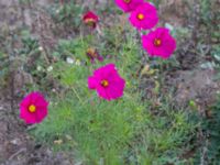 Cosmos bipinnatus Prästavägen, Lund, Skåne, Sweden 20160925_0087