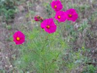 Cosmos bipinnatus Prästavägen, Lund, Skåne, Sweden 20160925_0088