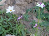 Cosmos bipinnatus Prästavägen, Lund, Skåne, Sweden 20160925_0090