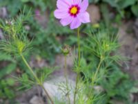 Cosmos bipinnatus Prästavägen, Lund, Skåne, Sweden 20160925_0091