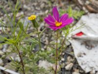 Cosmos bipinnatus Spårvägen, Malmö, Skåne, Sweden 20200916_0049