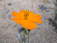 Cosmos sulphureus Spårvägen, Malmö, Skåne, Sweden 20200922_0008